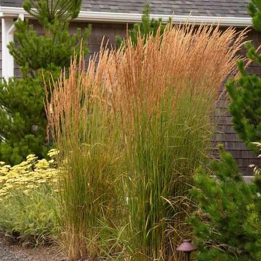 G0107 Grass, Calamagrostis X Acutiflora 'karl Foerster' - View 29 from www redcrocus com