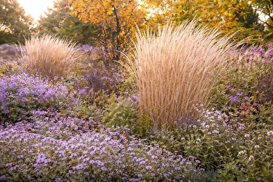 G0107 Grass, Calamagrostis X Acutiflora 'karl Foerster' - View 2 from www redcrocus com