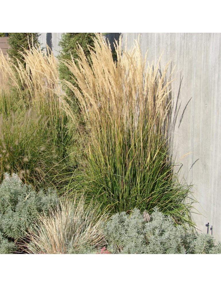 G0107 Grass, Calamagrostis X Acutiflora 'karl Foerster' - View 30 from www redcrocus com