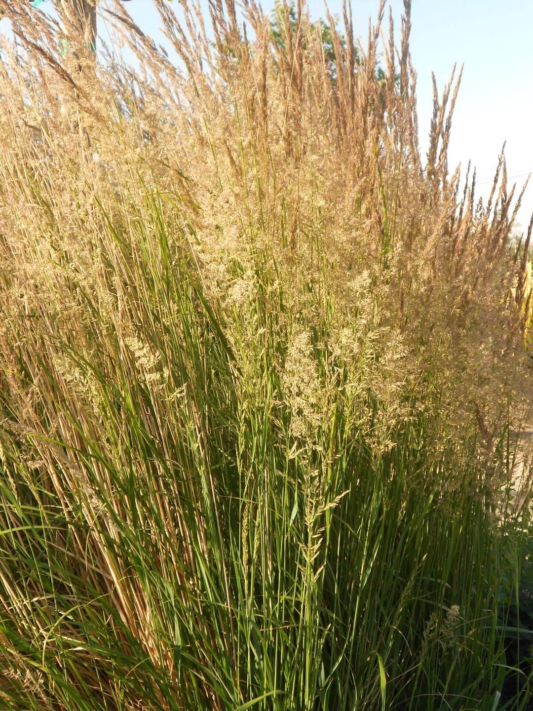 G0107 Grass, Calamagrostis X Acutiflora 'karl Foerster' - View 32 from www redcrocus com