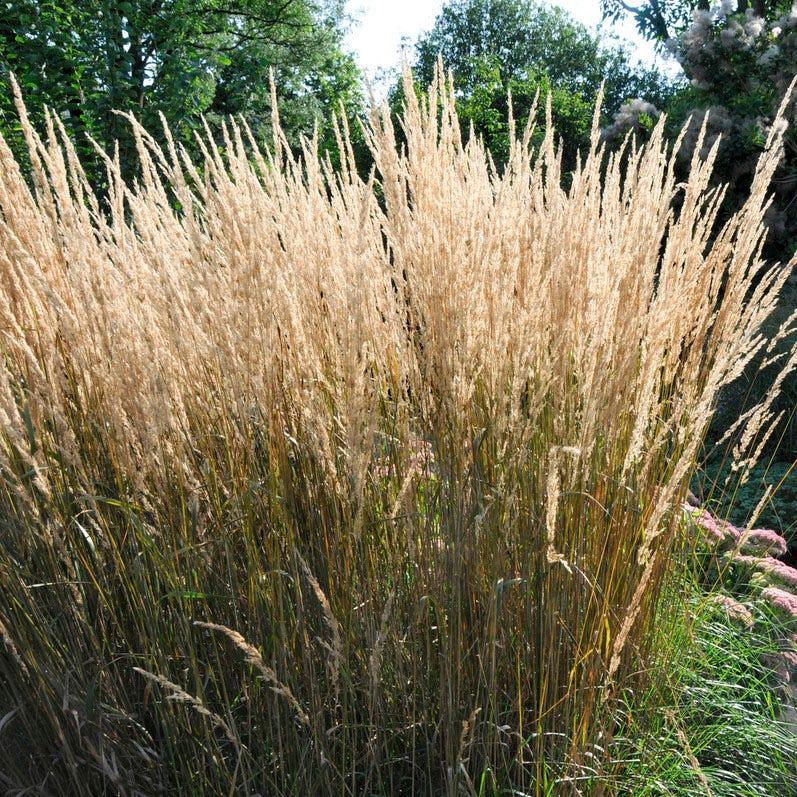 G0107 Grass, Calamagrostis X Acutiflora 'karl Foerster' - View 34 from www redcrocus com