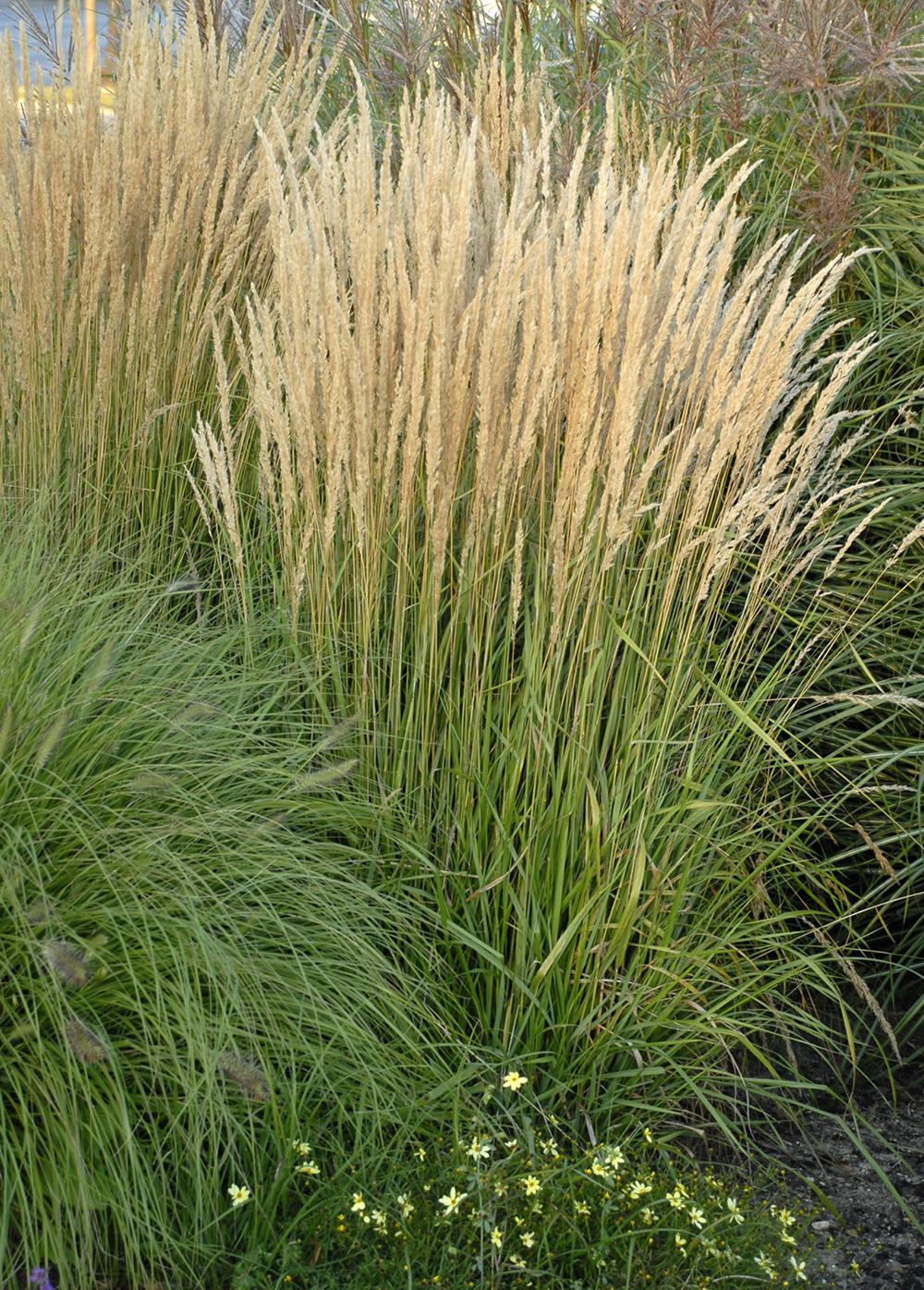 G0107 Grass, Calamagrostis X Acutiflora 'karl Foerster' - View 3 from www redcrocus com