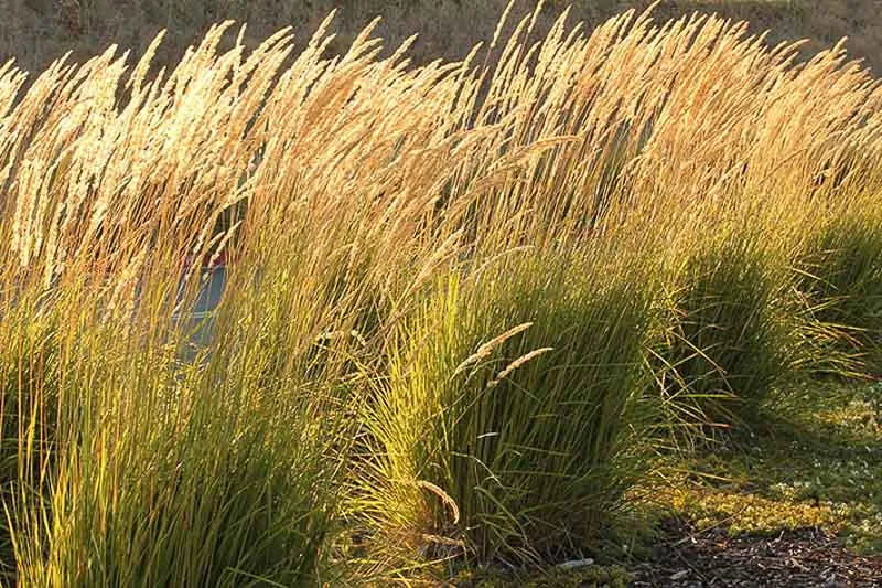 G0107 Grass, Calamagrostis X Acutiflora 'karl Foerster' - View 4 from www redcrocus com