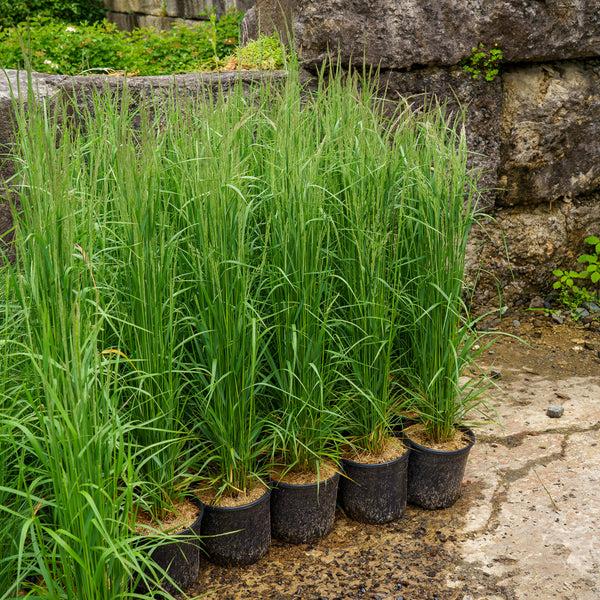 G0107 Grass, Calamagrostis X Acutiflora 'karl Foerster' - View 5 from www redcrocus com
