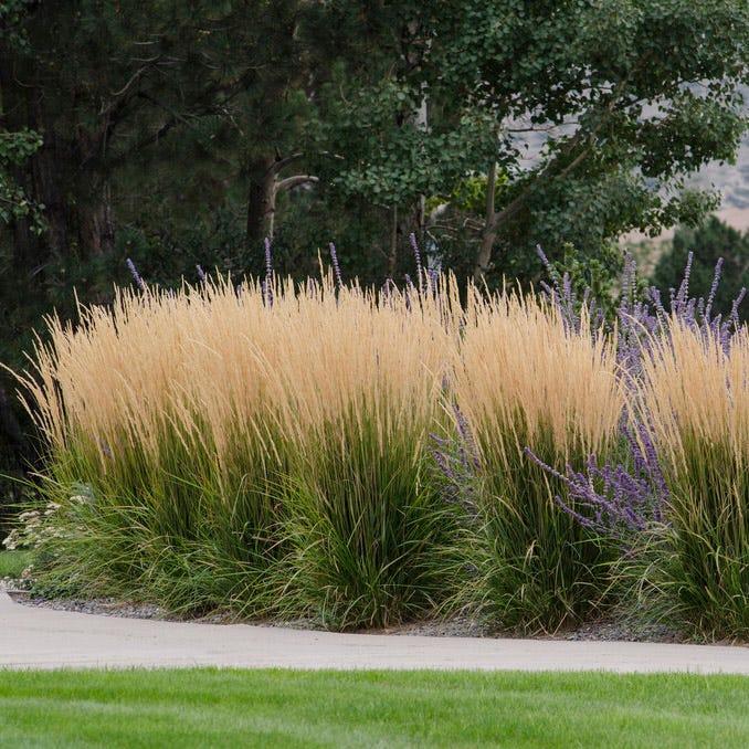 G0107 Grass, Calamagrostis X Acutiflora 'karl Foerster' - View 6 from www redcrocus com