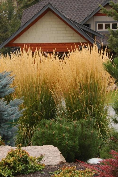 G0107 Grass, Calamagrostis X Acutiflora 'karl Foerster' - View 7 from www redcrocus com