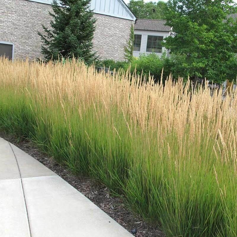 G0107 Grass, Calamagrostis X Acutiflora 'karl Foerster' - View 8 from www redcrocus com