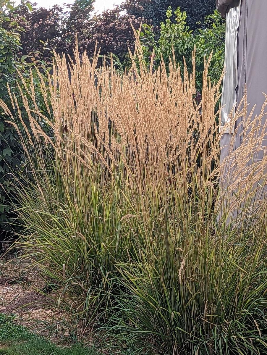 G0107 Grass, Calamagrostis X Acutiflora 'karl Foerster' - View 9 from www redcrocus com