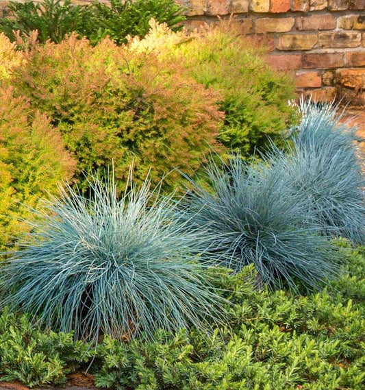 G0110 Grass Festuca Beyond Blue - View 10 from www redcrocus com