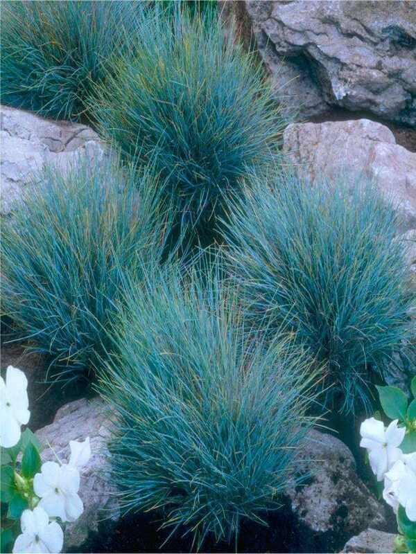 G0110 Grass Festuca Beyond Blue - View 12 from www redcrocus com