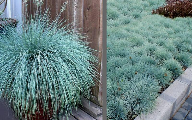 G0110 Grass Festuca Beyond Blue - View 13 from www redcrocus com