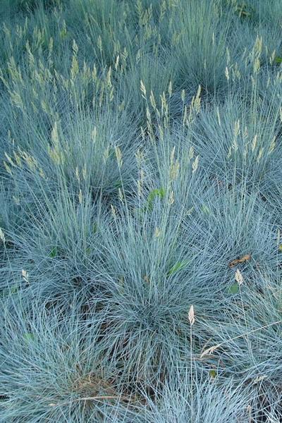 G0110 Grass Festuca Beyond Blue - View 14 from www redcrocus com