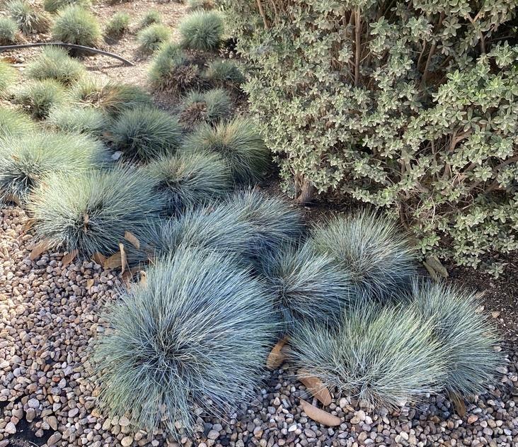 G0110 Grass Festuca Beyond Blue - View 15 from www redcrocus com