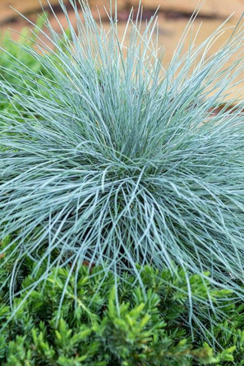 G0110 Grass Festuca Beyond Blue - View 16 from www redcrocus com