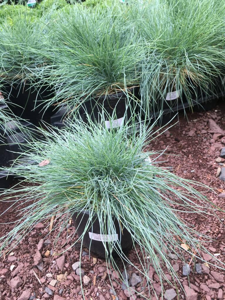 G0110 Grass Festuca Beyond Blue - View 18 from www redcrocus com