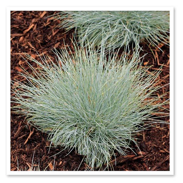 G0110 Grass Festuca Beyond Blue - View 19 from www redcrocus com