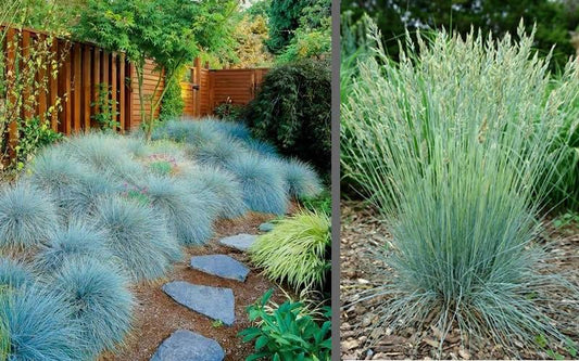 G0110 Grass Festuca Beyond Blue - View 1 from www redcrocus com