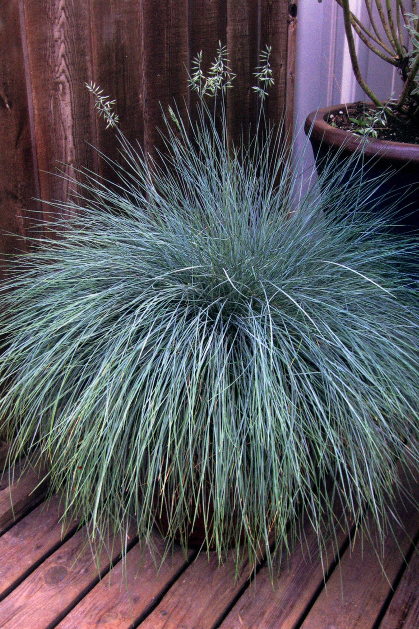 G0110 Grass Festuca Beyond Blue - View 2 from www redcrocus com