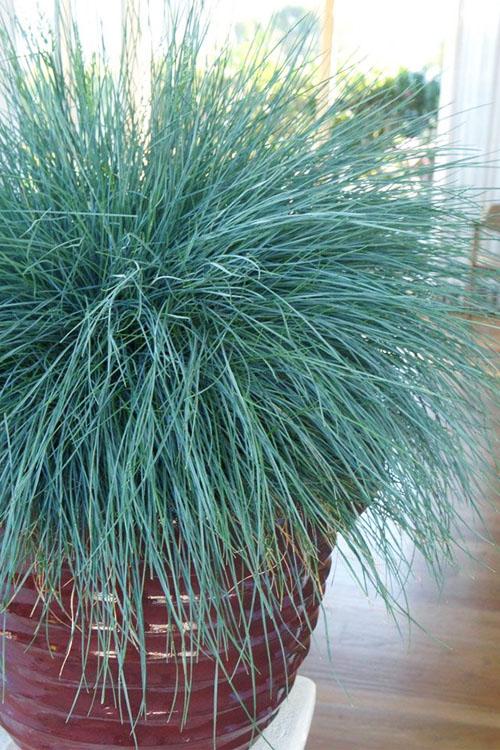 G0110 Grass Festuca Beyond Blue - View 4 from www redcrocus com