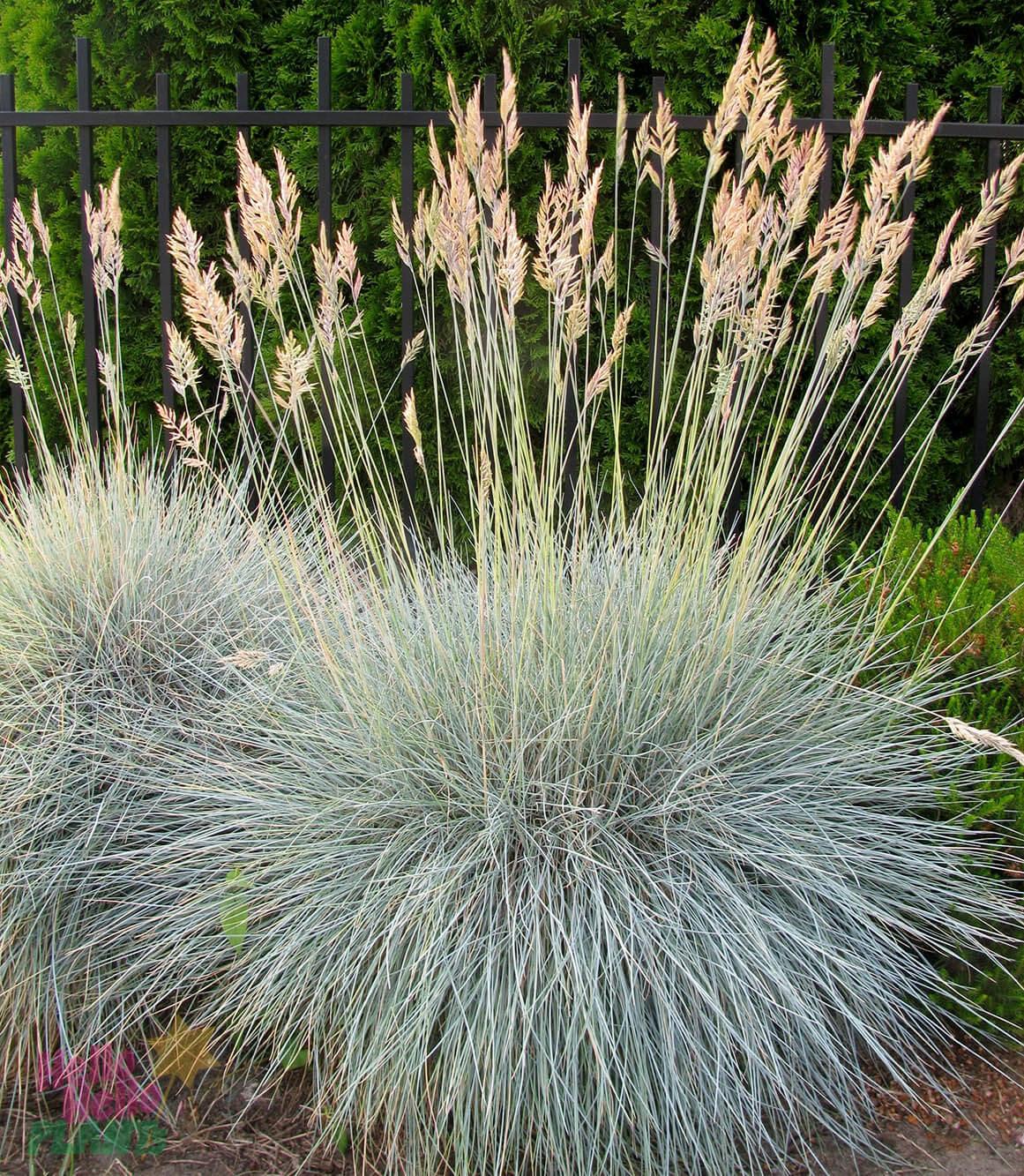 G0110 Grass Festuca Beyond Blue - View 5 from www redcrocus com
