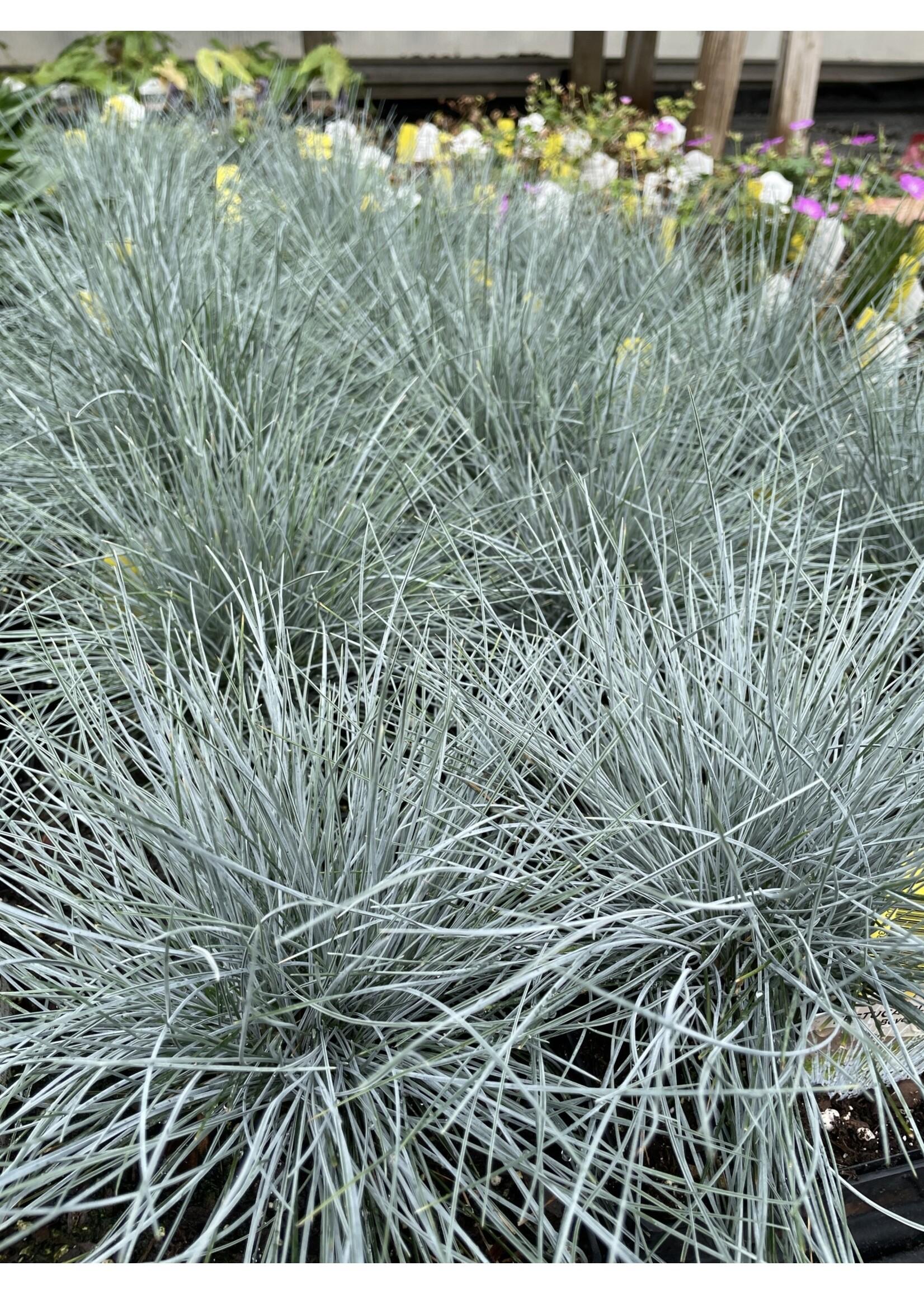 G0110 Grass Festuca Beyond Blue - View 6 from www redcrocus com