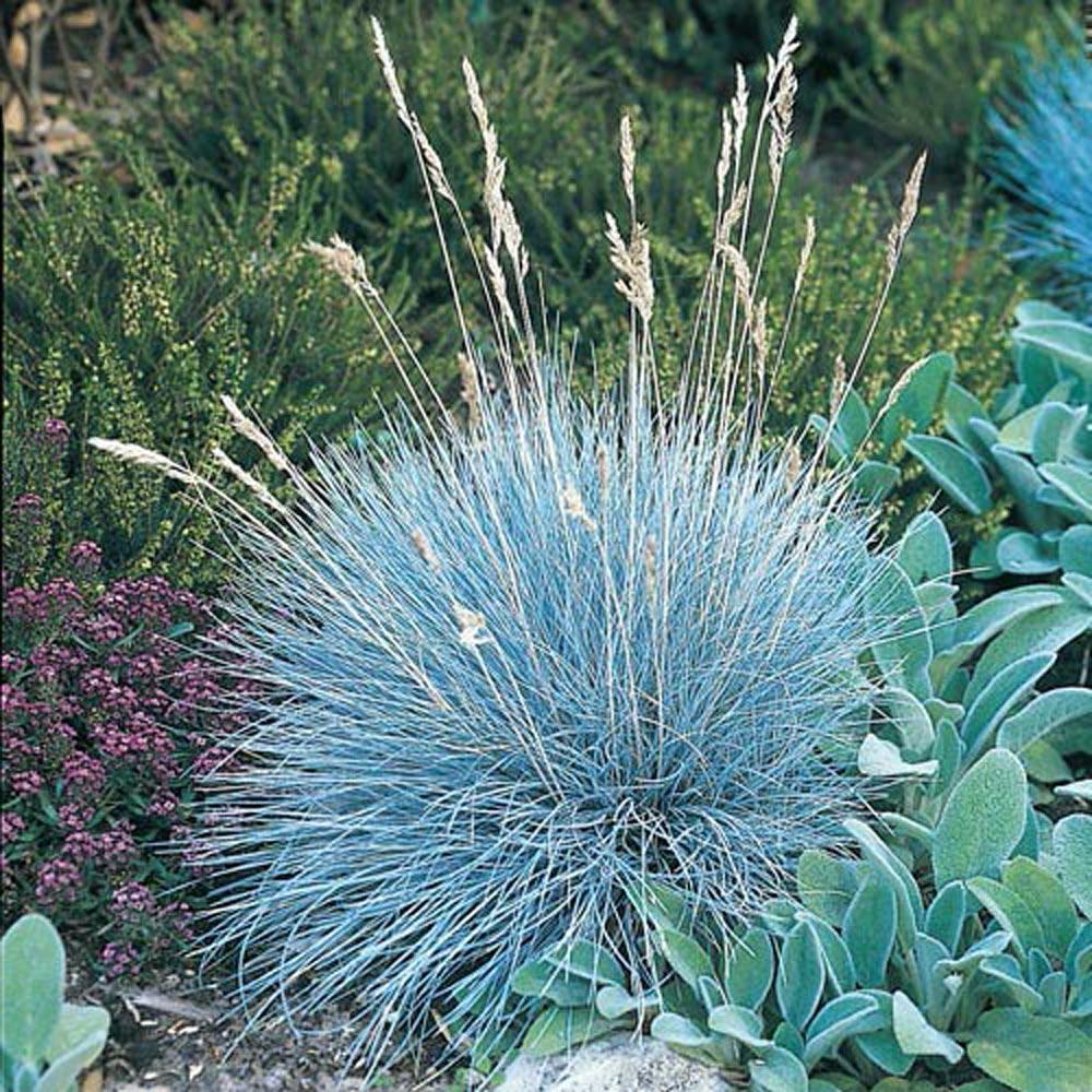 G0110 Grass Festuca Beyond Blue - View 7 from www redcrocus com