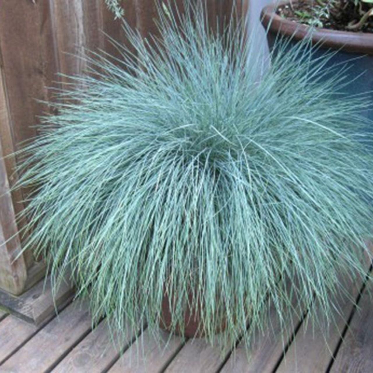 G0110 Grass Festuca Beyond Blue - View 8 from www redcrocus com
