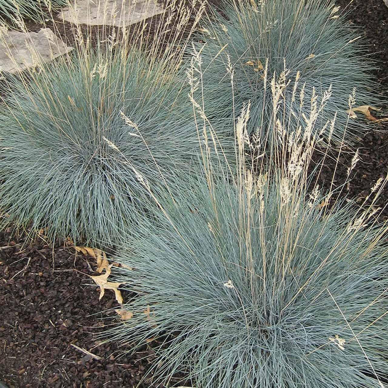 G0110 Grass Festuca Beyond Blue - View 9 from www redcrocus com