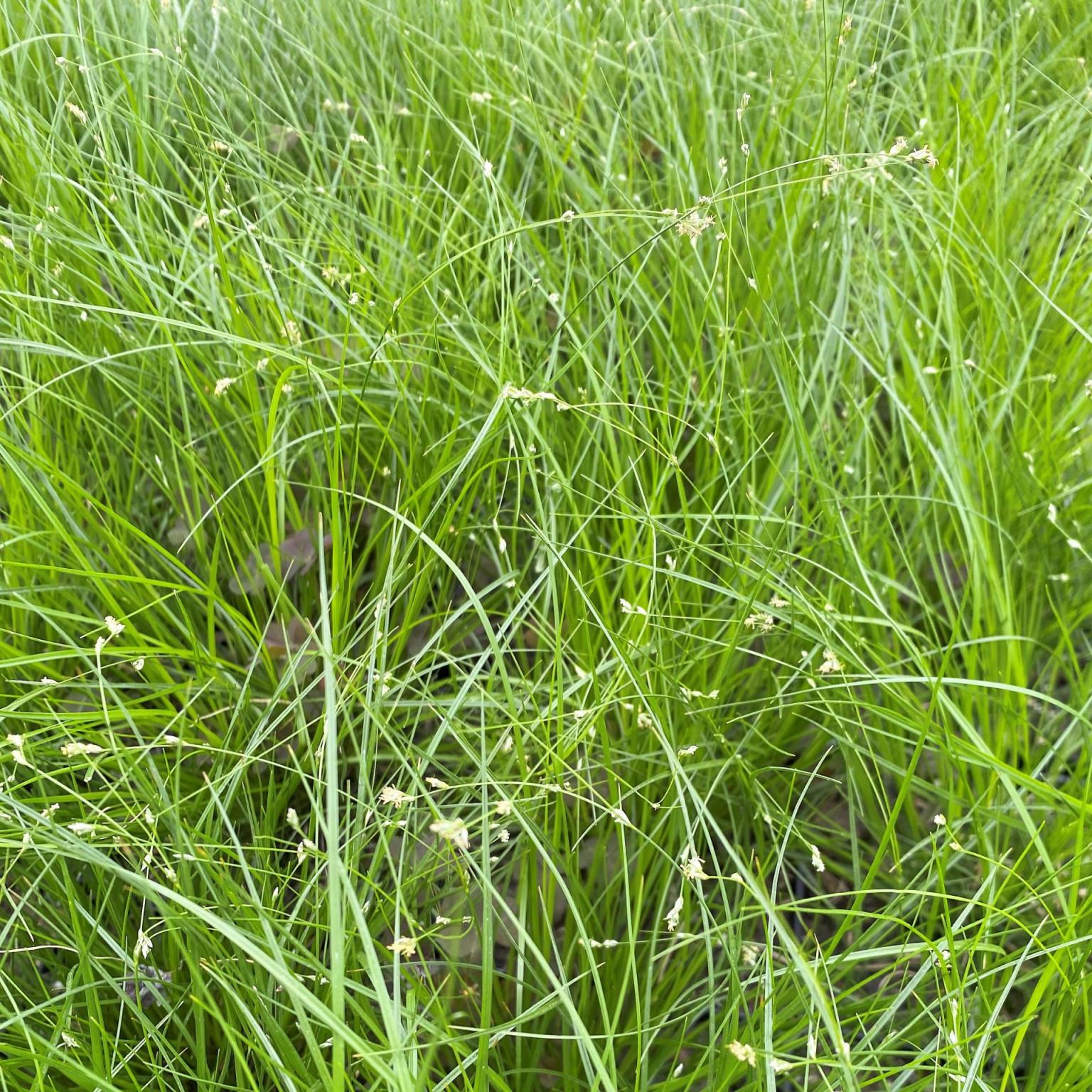 G0112 Grass Carex Appalachica - View 10 from www redcrocus com
