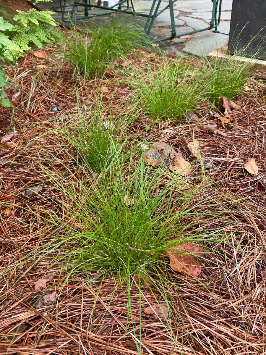 G0112 Grass Carex Appalachica - View 11 from www redcrocus com