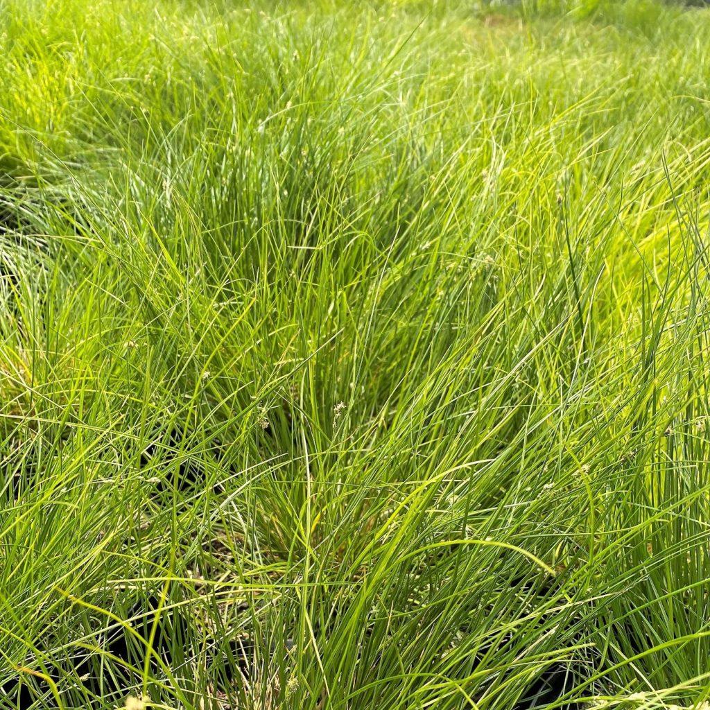 G0112 Grass Carex Appalachica - View 13 from www redcrocus com