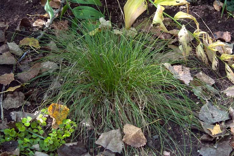 G0112 Grass Carex Appalachica - View 15 from www redcrocus com