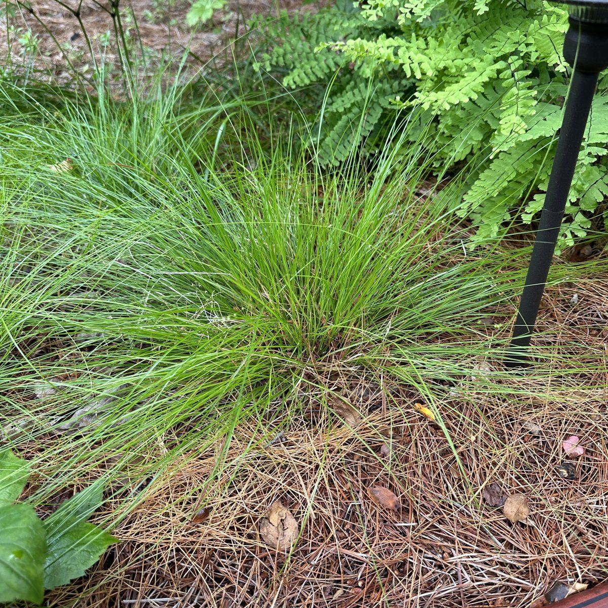G0112 Grass Carex Appalachica - View 16 from www redcrocus com