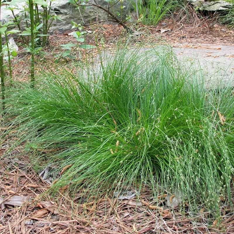 G0112 Grass Carex Appalachica - View 17 from www redcrocus com