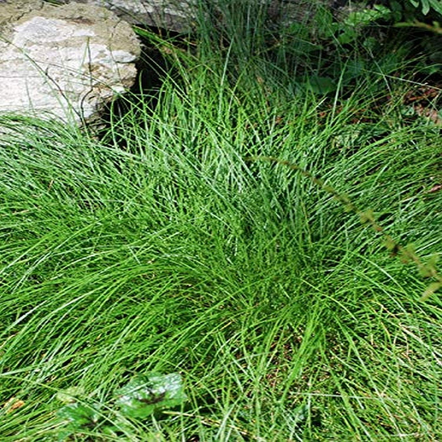 G0112 Grass Carex Appalachica - View 18 from www redcrocus com