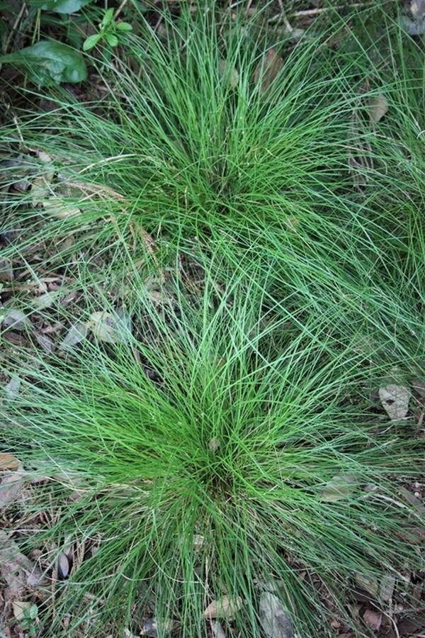 G0112 Grass Carex Appalachica - View 19 from www redcrocus com