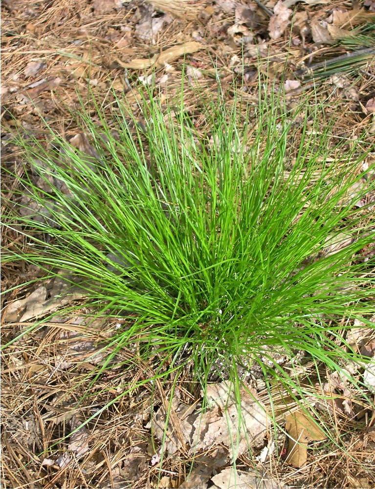 G0112 Grass Carex Appalachica - View 1 from www redcrocus com