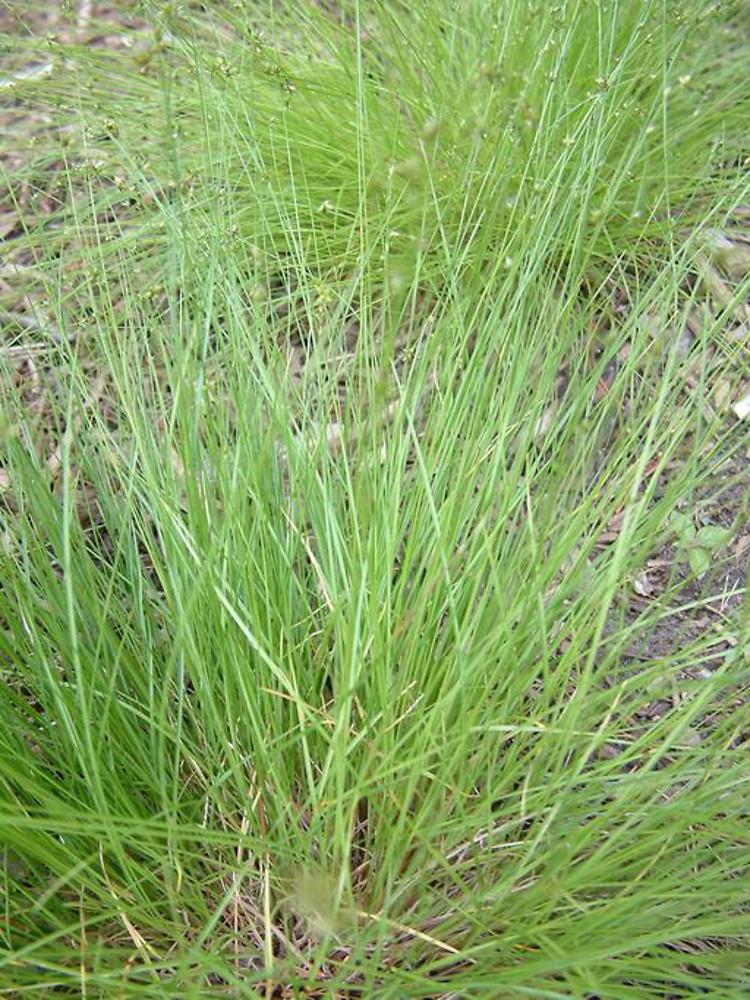 G0112 Grass Carex Appalachica - View 5 from www redcrocus com