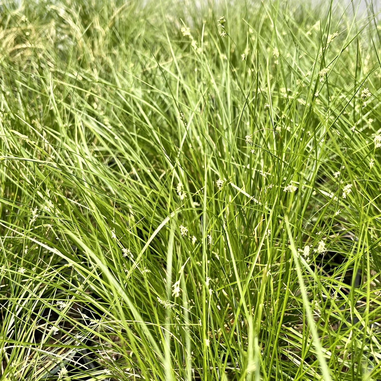 G0112 Grass Carex Appalachica - View 6 from www redcrocus com
