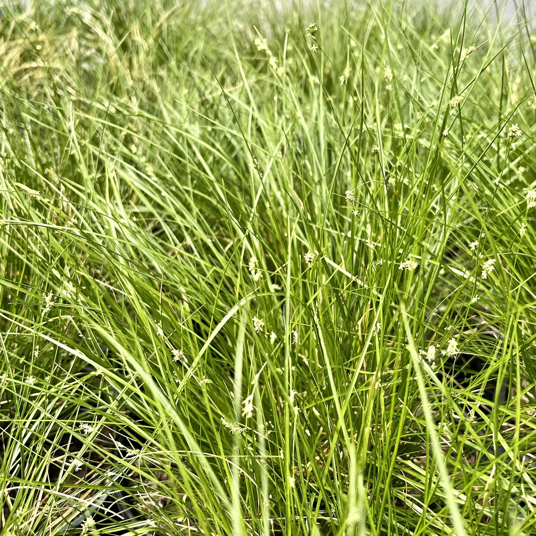 G0112 Grass Carex Appalachica - View 6 from www redcrocus com