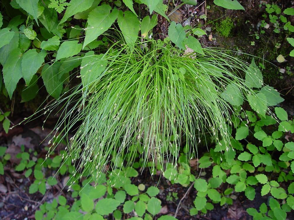 G0112 Grass Carex Appalachica - View 8 from www redcrocus com