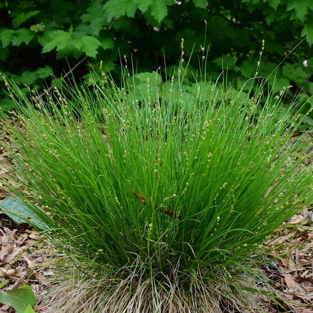 G0112 Grass Carex Appalachica - View 9 from www redcrocus com