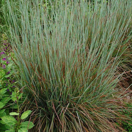 G0114 Grass Schizachyrium Scoparium Standing Ovation - View 10 from www redcrocus com