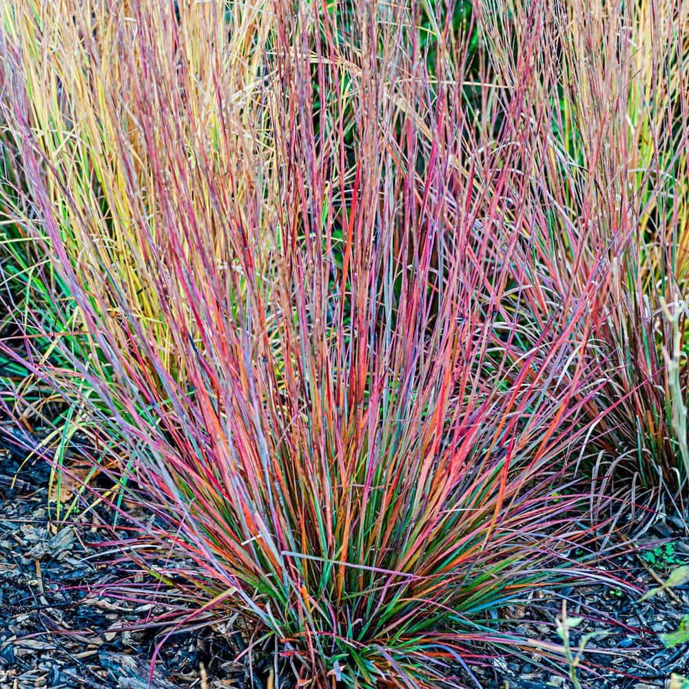 G0114 Grass Schizachyrium Scoparium Standing Ovation - View 1 from www redcrocus com