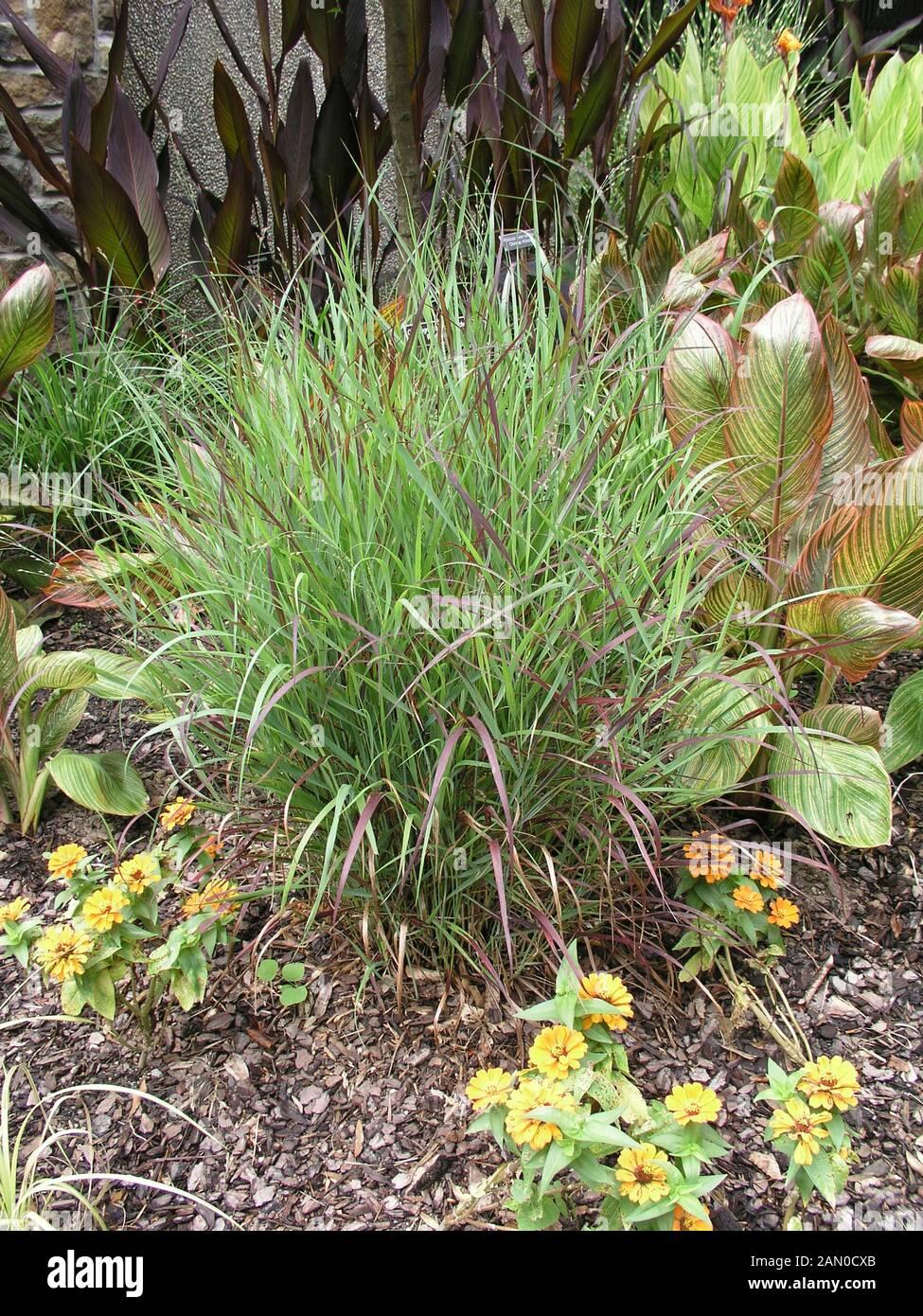 G0118 Grass Panicum Virgatum Shenandoah - View 10 from www redcrocus com