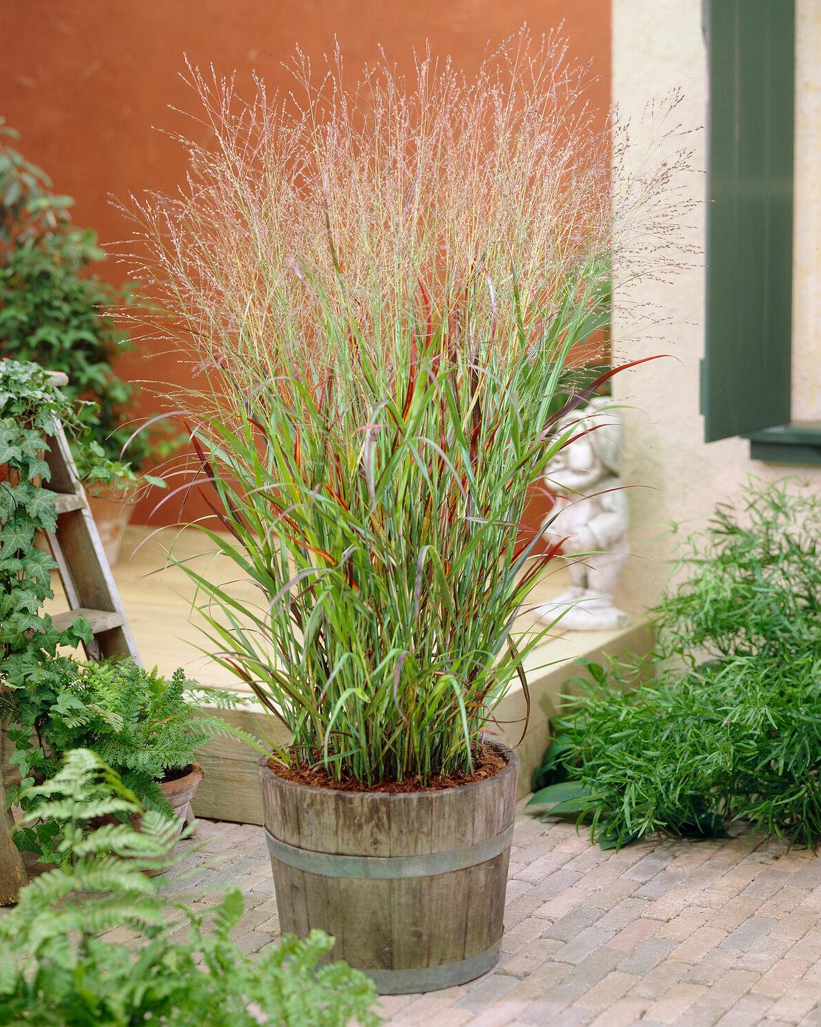 G0118 Grass Panicum Virgatum Shenandoah - View 17 from www redcrocus com