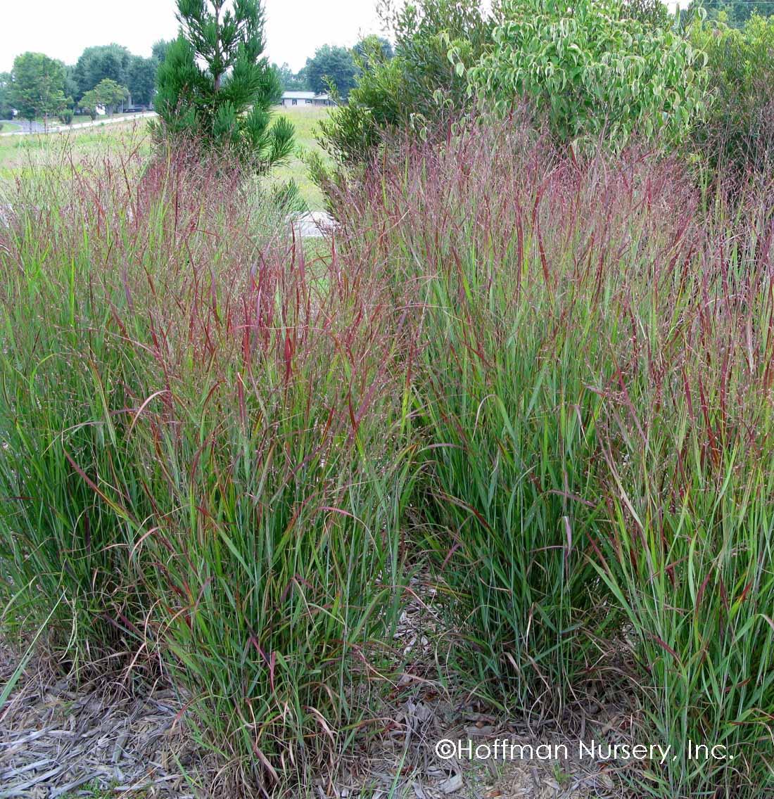 G0118 Grass Panicum Virgatum Shenandoah - View 1 from www redcrocus com