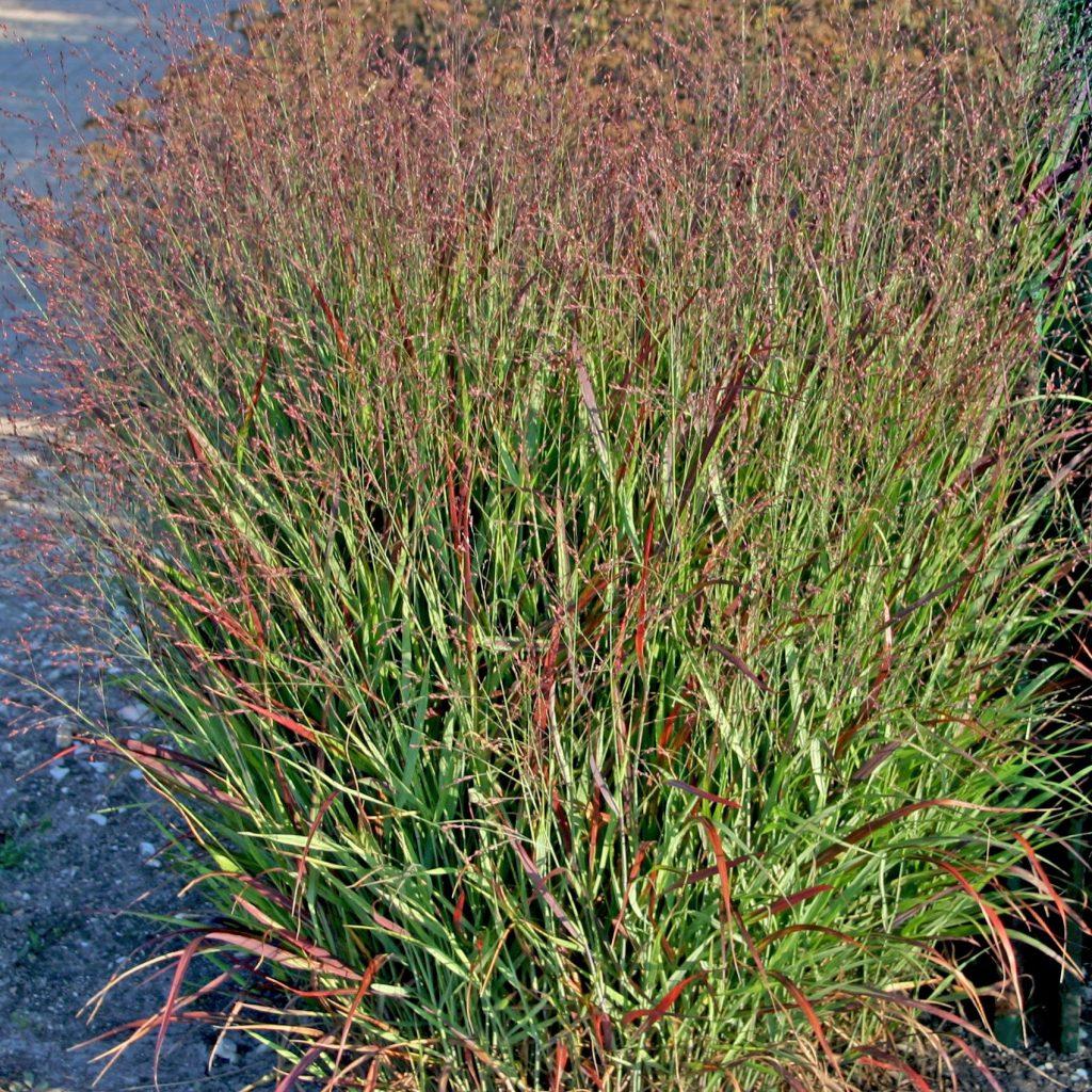 G0118 Grass Panicum Virgatum Shenandoah - View 5 from www redcrocus com