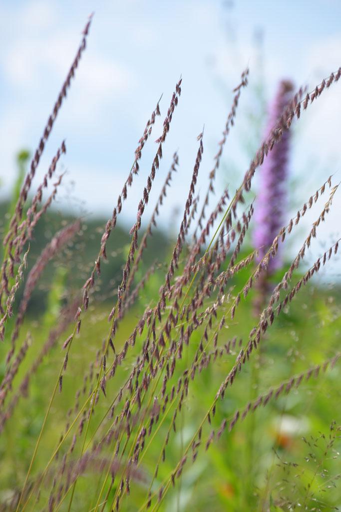 G0120 Grass, Bouteloua Curtipendula - View 11 from www redcrocus com