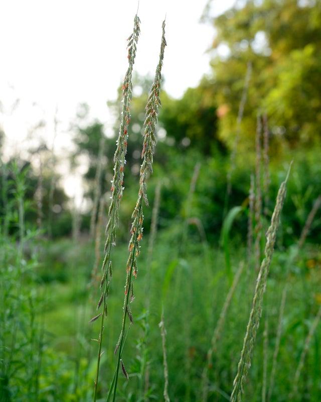 G0120 Grass, Bouteloua Curtipendula - View 12 from www redcrocus com